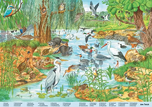 Mein großes Wimmelbuch Tiere. Liebevoll illustriert von Anne Suess: Verschiedene Tiere auf der ganzen Welt im Bilderbuch finden und kennenlernen. Für Kinder ab 3 Jahren (Wimmelbücher)
