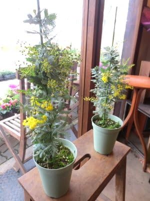 Amazon ミモザアカシア 銀葉アカシア 4号鉢サイズ 鉢植え 苗木 薫る花 庭木 シンボルツリー 常緑樹 小型 ミニ ギンヨウアカシア ミモザの日 観葉植物 オンライン通販