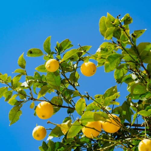 Muda Frutífera de Limão Galego Enxertado
