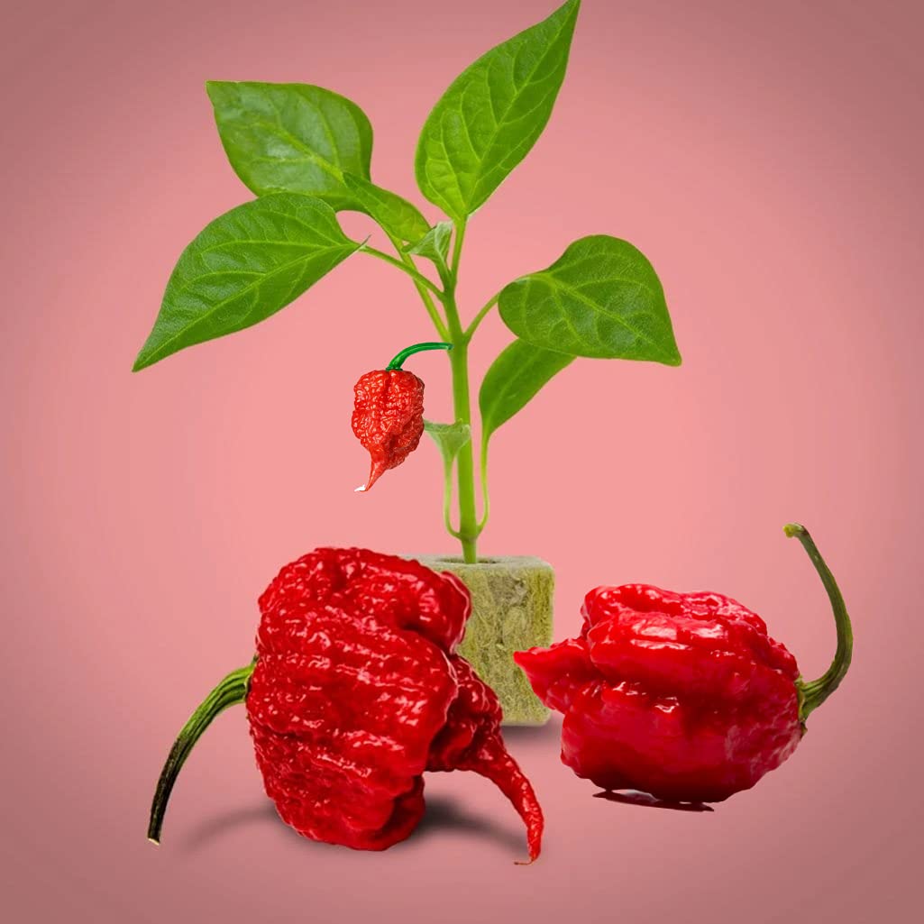 Buy Carolina Reaper for ing 300+ Carolina Reaper Online at