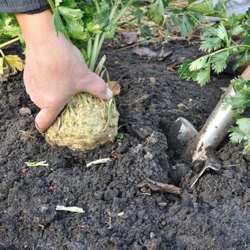 semillas de planta de apionabo - semillas de apio - plantas exóticas semillas de apio plantas resistentes al aire libre camas elevadas para jardín semillas de hortalizas balcón plantas 150pcs