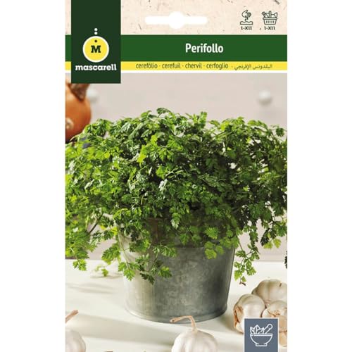 Mascarell Semillas, PERIFOLLO, Semillas de Hierbas Aromáticas para Plantar, Crea tu Propio Huerto en Casa. 10 Gramos