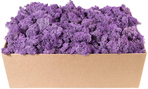 SuperMoss (23244) 10 lb Box Preserved Reindeer Moss, Lavender