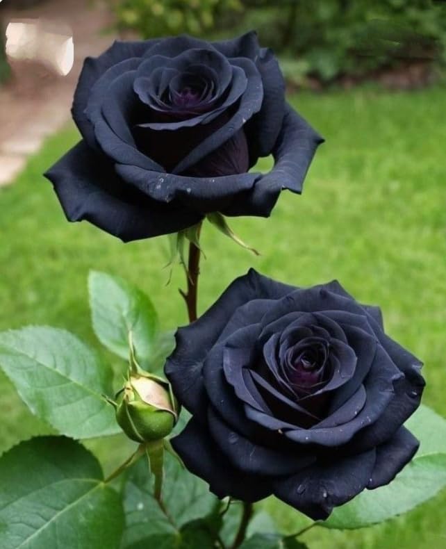 Live Rose Plants, Hardy Perennial Roses with Fragrant Blooms for Patio Container Garden/that Grow Fast/Golden Jade Carving-3 Root-F
