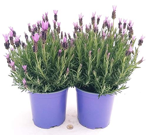 POWERS TO FLOWERS - 2 LAVANDA STOECHAS XXL, vaso