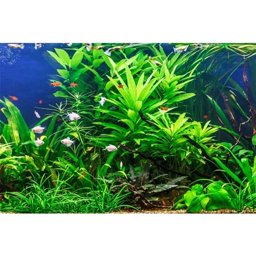 MIRRORANG 91x41cm Aquarium Hintergrund Wasserpflanze Seegras Aquarium Unterwasser Hintergrund Flussbett & See Aquarium Hintergrund