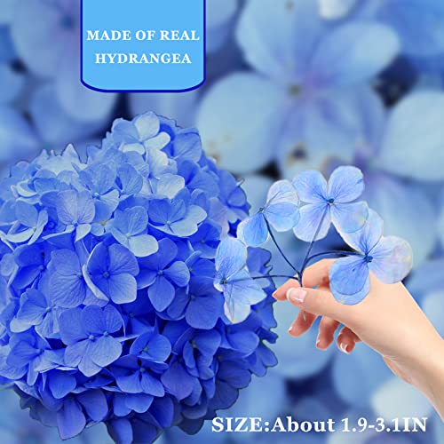 Flores Secas Prensadas Azules para Manualidades 42PCS miniatura 2