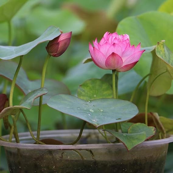 ShopGreen_"HYBRID" Micro Lotus Tuber Live Plant_HEALTHY Micro Lotus Tuber_Healthy Lotus Tuber_All Season Tropical Variety_ "OUTDOOR" Home Garden Plant_ Pack of 1 (B0CZHXCDXT) Amazon Price History, Amazon Price Tracker