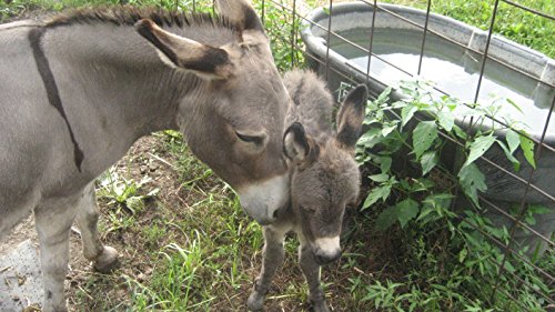 Raising Dinky Donks: My Family's Experience Raising Miniature Donkeys
