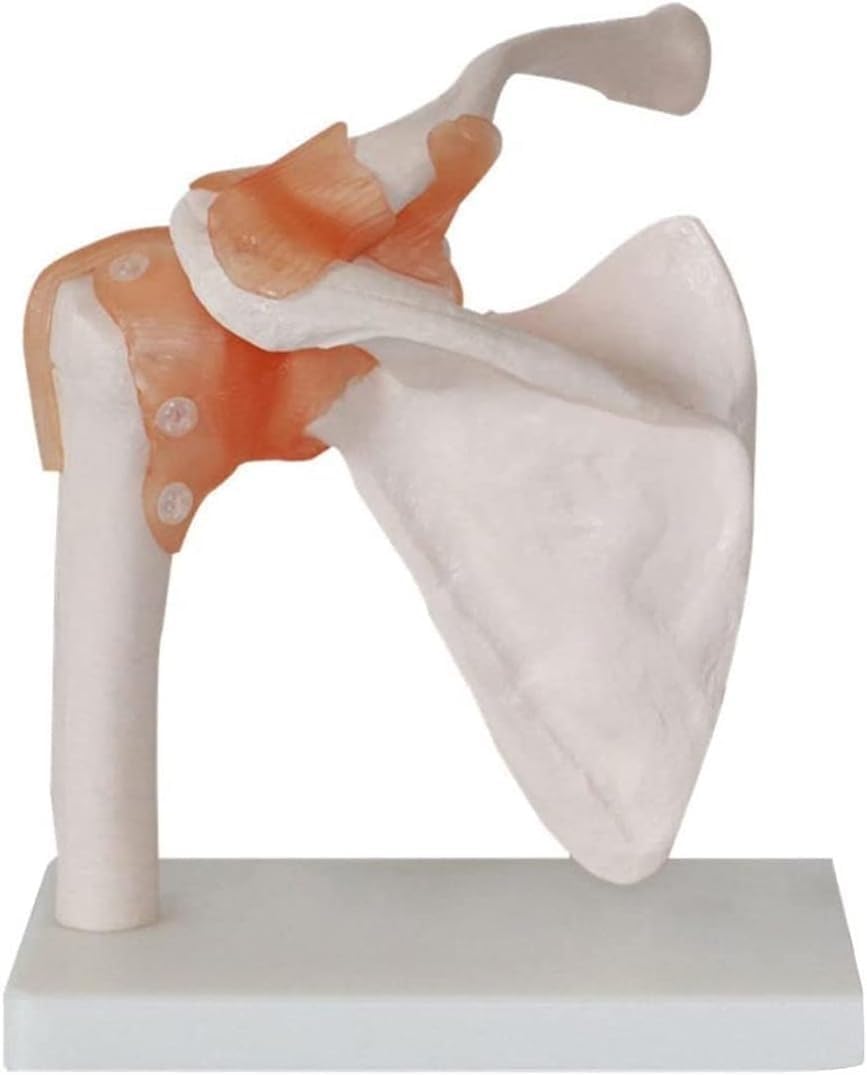 6-teiliges Anatomiemodell-Set for menschliches Gelenkmodell, Schulter | Medizinisches Geschenk, Skelettmodell mit Sockel, for pädagogische Studien, Lehrklinik-Demonstrationstool.