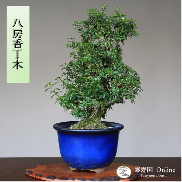 Amazon.co.jp: 八房香丁木 【コウチョウギ】 小品盆栽【泰寿園Online