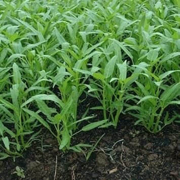 20 Seeds Kolmi Shak Water Spinach Kangkong Easy to Grow Garden
