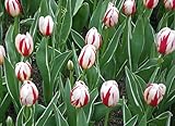 Generic 100pcs Tulip Flower Seeds White Red