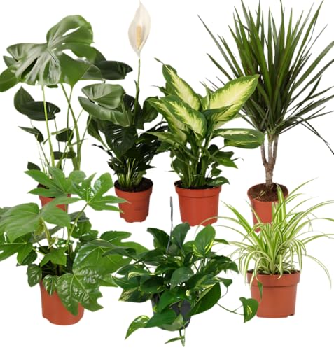 🌱 SANO – Questo set di 7 piante si distingue per le sue proprietà di purificazione dell'aria e migliora sensibilmente il clima della stanza. Ogni pianta contribuisce a filtrare l'aria e fornire ossigeno, per un'atmosfera rilassata, un maggiore benessere e nuova energia.