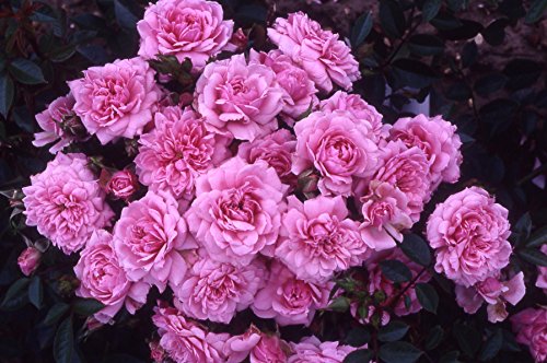 GreenBrokers Pink GRACIOUSLY Patio Rose 3.5 Litre