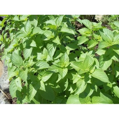 LIME BASILIC Ocimum Basilicum Herb Seed NON OGM Paquet de 500 graines