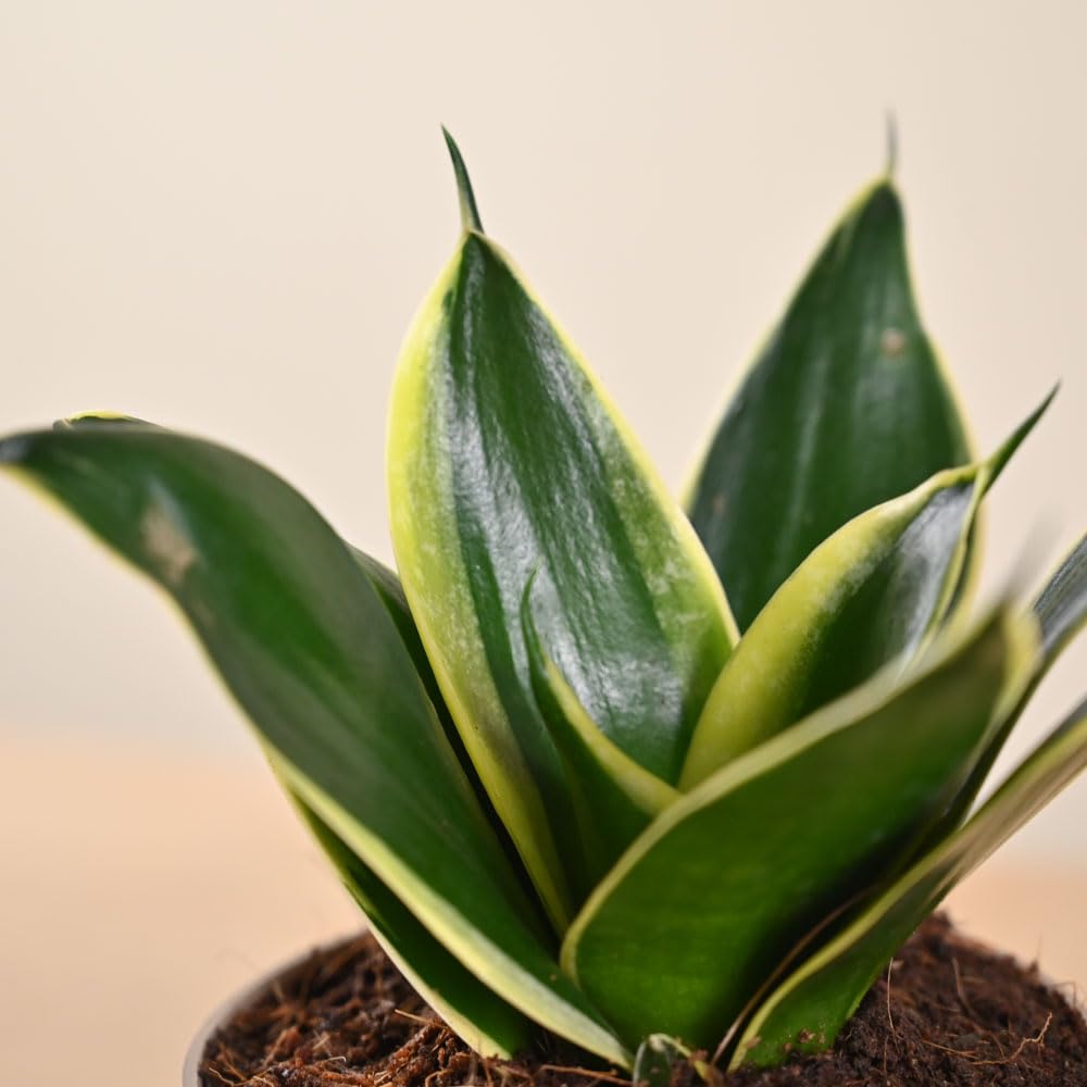 Ugaoo Golden Hahnii Snake Plant - Live & Easy Care -6 Ugaoo Golden Hahnii Snake Plant - Live & Easy Care -6