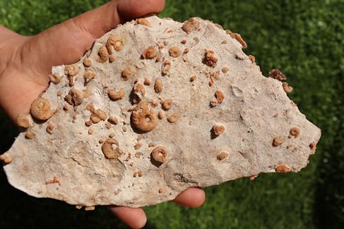 Image of Ammonites & Gastropods Plate Cretaceous Fossils Fossils from Morocco Fossil Rock ammonites Fossil from Morocco A107
