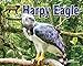 Harpy Eagle (Apex Predators of the Amazon Rain Forest)