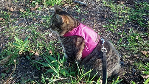 Mynwood Cat Jacket/Harness Pink Kitten Up To 8Month #TOP6