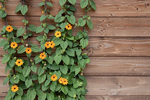 Black Eyed Susan "Vine" Flower Seeds For Planting, 25+ Heirloom Seeds Per Packet, (Isla's Garden Seeds), Non Gmo Seeds, Botanical Name: Thunbergia Alata, Great Home Flower Garden Gift #TOP7