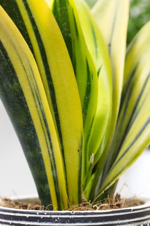 WoFLoo Sansevieria Gold Flame Snake Succulent Live Plant with Pot - Medium (B0B4FXT6HV) Amazon Price History, Amazon Price Tracker