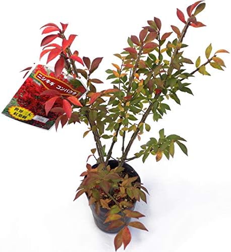 Amazon Co Jp ニシキギ 錦木 コンパクタ 4号ロングポット 苗木 Diy Tools Garden