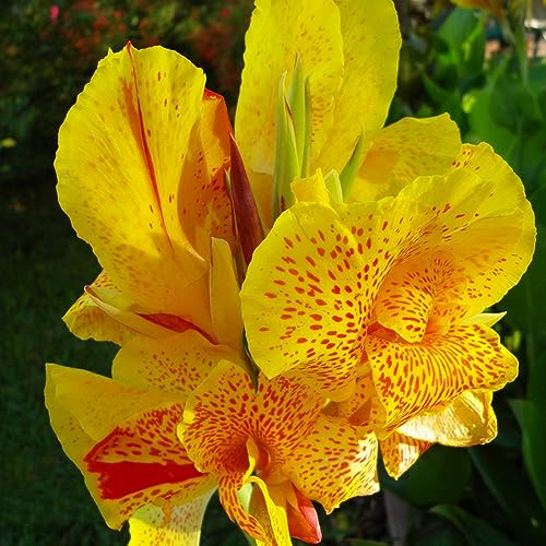 2 pcs canna knollen kaufen zwiebeln - blumen geschenk exotische pflanzen winterhart,Canna indica,cannas Canna Lily pflanzen kaufen plantura robuste balkonpflanzen winterhart pflanzen – Bild 4