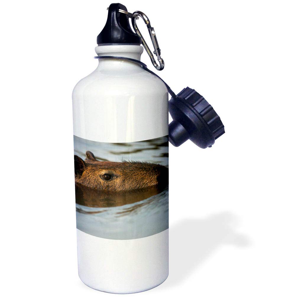 3dRose Capybara Northern Pantanal Brazil Sports Water Bottle 21 oz Natural