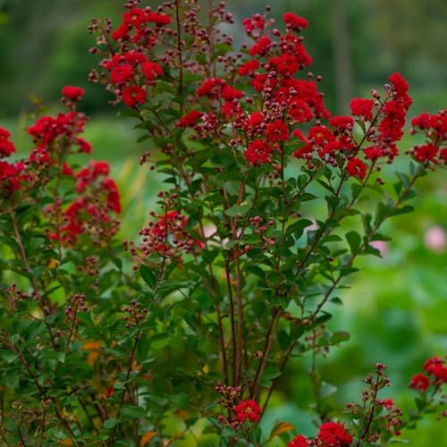 semi di mirto, Le da balcone sono perenni resistenti Lagerstroemia indica, perenni resistenti arbusti 300pcs