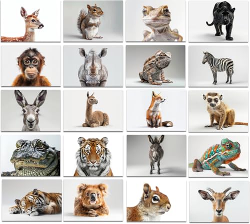 the lazy panda card company 64 Tierpostkarten - Postkarten von Tieren auf isolierten Hintergründen, lenkt die Aufmerksamkeit auf die Tiere