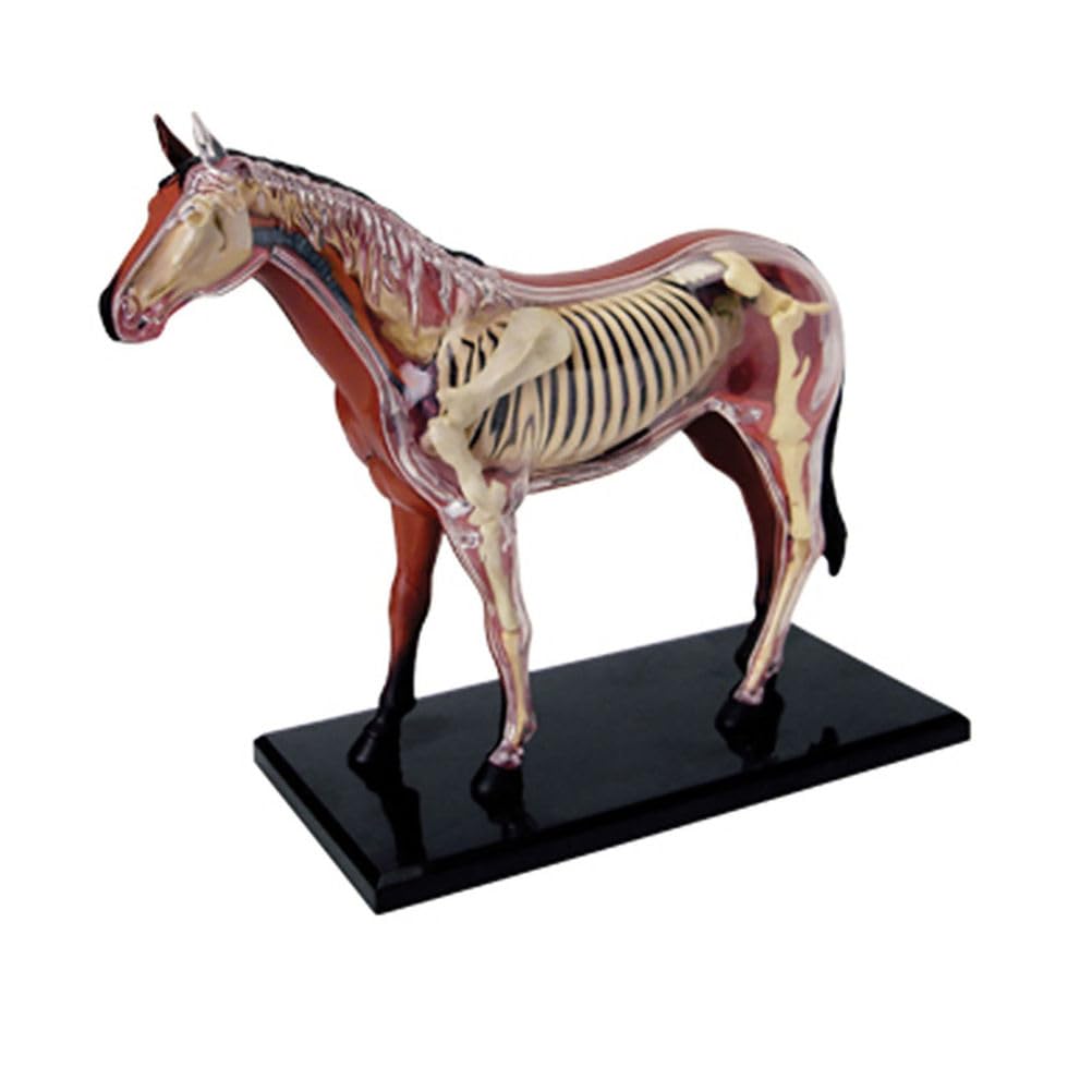 Genérico Modelo de Anatomía de Caballo 4D - Esqueleto de Animal, Biología Desmontable, 26 Partes para Clínica Veterinaria, Capacitación en Veterinaria y Demostración para la Escuela