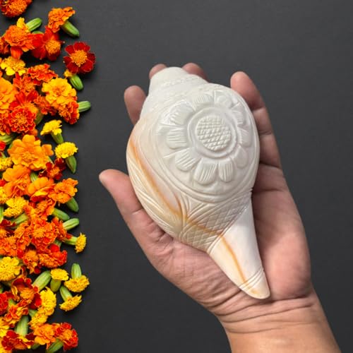 Image of Original Vamavarti Shankh for Pooja| Baynavarti Natural Conch for Puja, Temple, Home Decor, Mandir, Spiritual Use| Auspicious Loud Blowing Shankh for Vastu, Prosperity (12-15 cm)