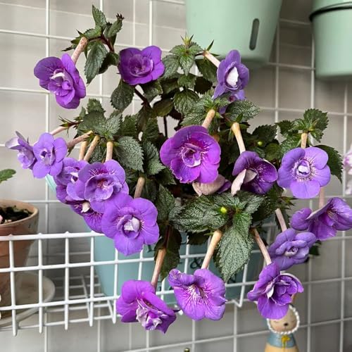 20 piezas semillas de achimenes, flores de jardín perenne resistente Regalos originales para tejados verdes decoración de jardín de flores silvestres para decoración de flores exteriores