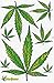 Cannabis fleurs autocollants 8 feuilles 270 mm x 180 mm stickers loisirs créatifs enfants