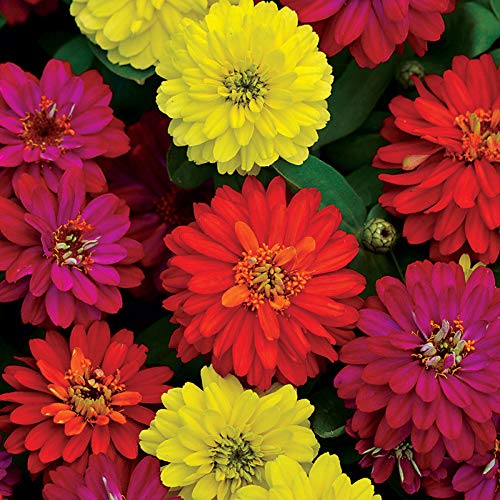 ANTIER ZINNIA ZAHARA MIXED FLOWER SEED FOR EATABLE WITH ORGANIC (AVG 40
