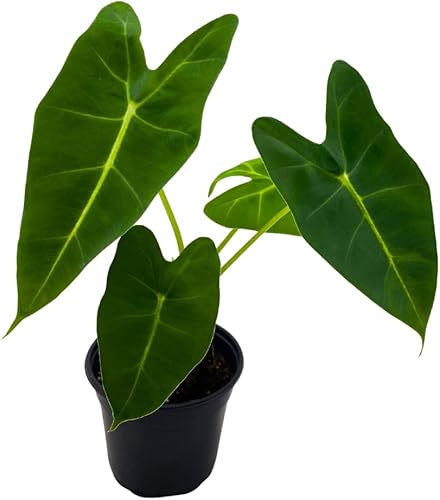 BubbleBlooms Terciopelo verde, Alocasia Frydek, Micholitziana en una maceta de 4 pulgadas