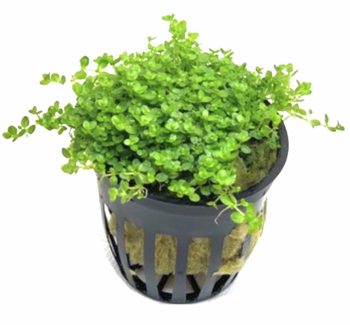 Amazon.com: Marcus Fish Tanks Dwarf Baby Tears HC Cuba Hemianthus  Callitriodes Live Aquarium Plants : Pet Supplies