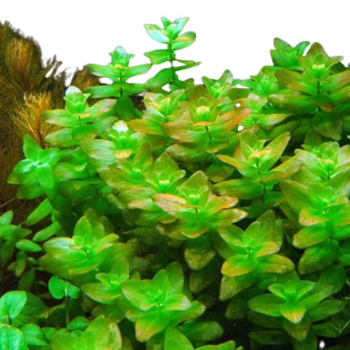 Bacopa Caroliniana Freshwater Aquatic Plant - Vibrant and Easy Care - 1/3/5 Bunch Pack Options (1 Pack)
