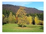 1000 Teile Klassisches Puzzle für Erwachsene Und Kinder-Feld,Herbst,Gras 70x50cm