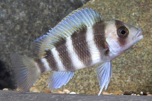 アフリカンシクリッド フロントーサモバ ワイルド 18-20㎝ 写真個体 