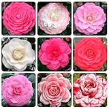 20+ Mixed Camellia Seeds for Planting-Camellia Shrub Impatiens Balsamina Flower Seeds Plants in Potted Balcony Low-Maintenance