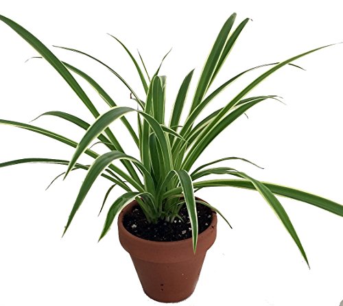 Hirt's Reverse Variegated Spider Plant - 4" Clay Pot for Better Growth - Cleans the Air