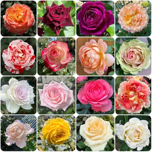 Semillas de rosal, exóticas de jardín rocas resistentes raras para lugares soleados semillas silvestres jardín exterior ornamental 550pcs