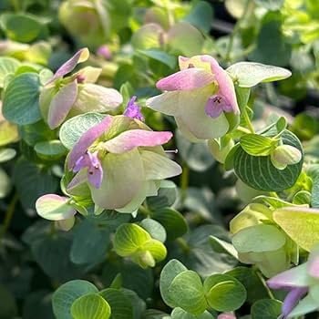 Amazon.co.jp: 花オレガノ:ケントビューティー3号ポット2株セット Amazon.co.jp: 花オレガノ:ケントビューティー3号ポット2株セット