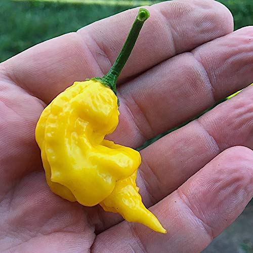 10 Graines Pure de LEMON REAPER CHILI PEPPER Piment cross AJI LEMON et CAROLINA REAPER