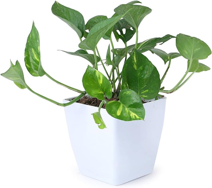 Indoor plants for office reception,Money plant (Pack of 1)-image-13