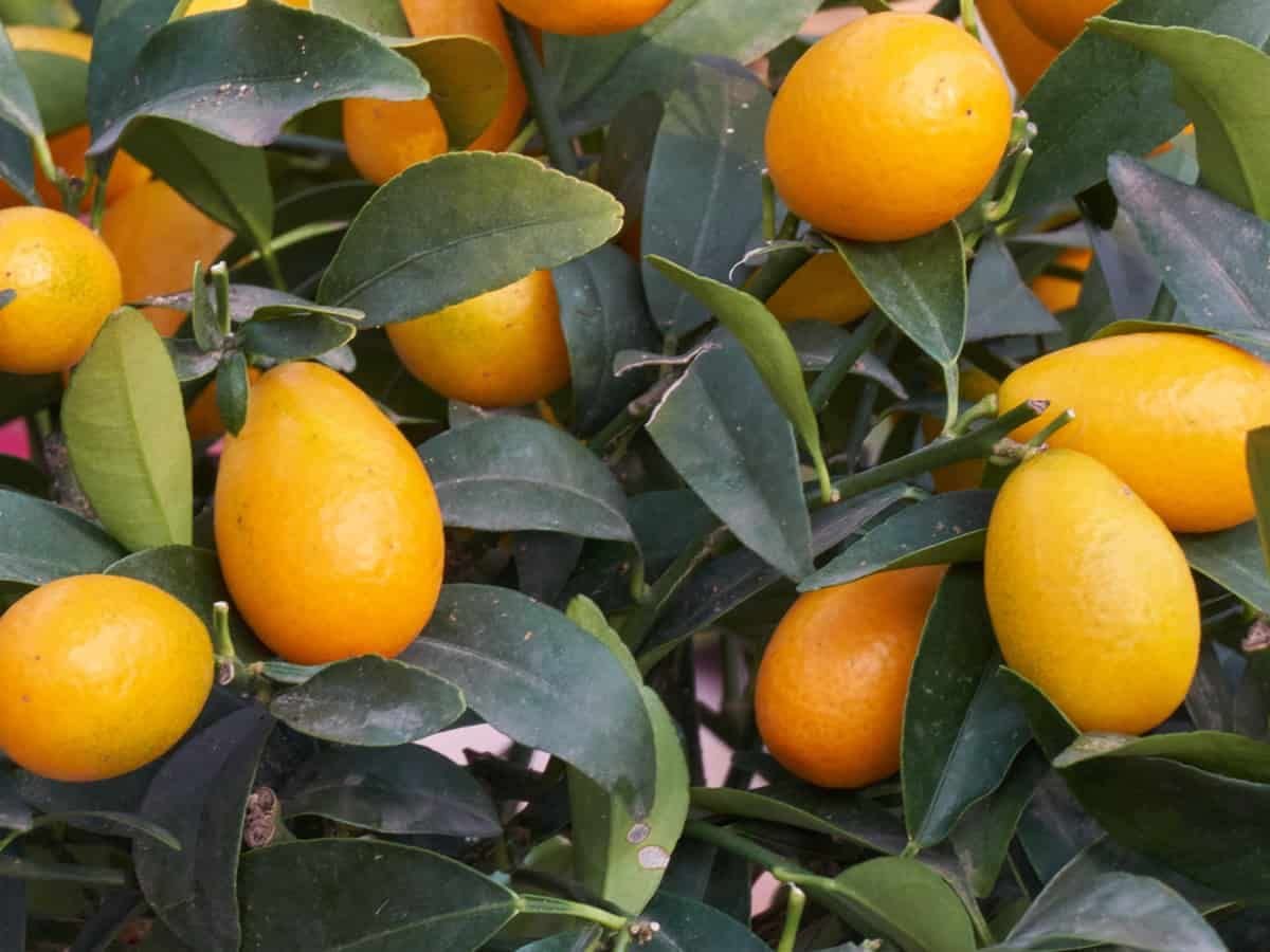 Beautiful Kumquat Lemon (All-Time) Live Plant Well Grafted Original Variety (B0B7TD95VQ) Amazon Price History, Amazon Price Tracker