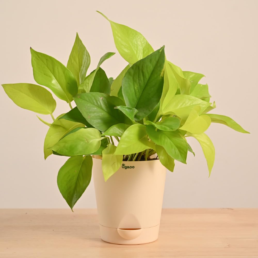 Ugaoo Golden Money Plant Indoor with Krish self watering pot (Ivory, Medium)