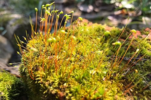 Moss Ground Cover Plant Seed - 1000 Pcs Seeds
